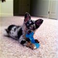 funny dog 1