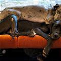 funny dog 2