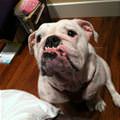 funny dog 5