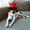 funny dog 5