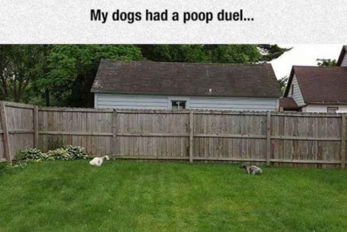 My Dogs Had A Poop Duel