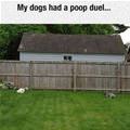 funny dog 4