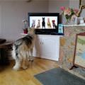 funny dog 4