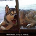 funny dog 1