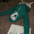 funny dog 1