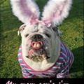 funny dog 5