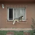 funny dog 5