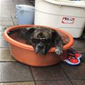 funny dog 5