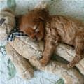 funny dog 2