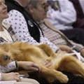 funny dog 1