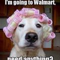 funny dog 1