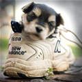 funny dog 2
