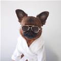 funny dog 3