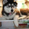funny dog 4