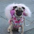 funny dog 3