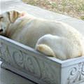 funny dog 4
