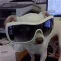 funny dog 1
