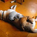funny dog 2