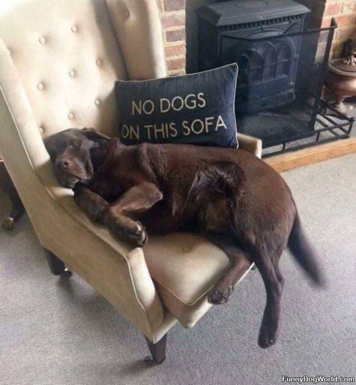 No Dogs On This Sofa