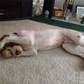 funny dog 3