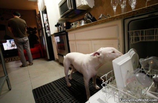 No Need For Dishwasher