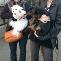 funny dog 4