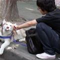 funny dog 3