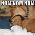 funny dog 1