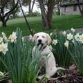 funny dog 5