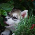 funny dog 3