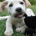 funny dog 3