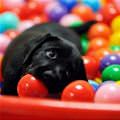 funny dog 1