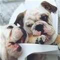 funny dog 5