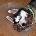 funny dog 5