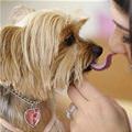 funny dog 3