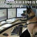 funny dog 1
