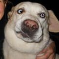 funny dog 2