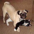 funny dog 4