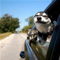 funny dog 5