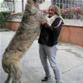 funny dog 4