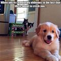 funny dog 2