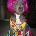 funny dog 3