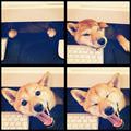funny dog 5