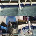 funny dog 2