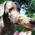 funny dog 4