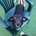 funny dog 4