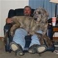 funny dog 3