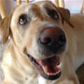 funny dog 2