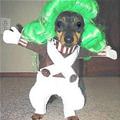 funny dog 3
