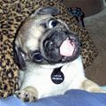 funny dog 2